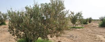 Olive Groves