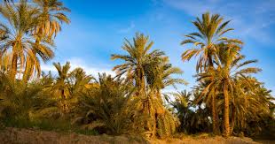 Palm Groves